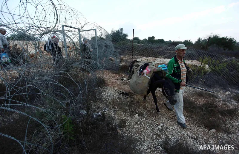 Palestinian farmers make their way to their farms to pick up olives during a harvest season, near the Israeli settlement of Ariel in the occupied West Bank city of Salfit, after Israeli authorities allowed them to harves...