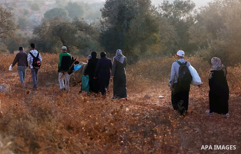 Palestinian farmers make their way to their farms to pick up olives during a harvest season, near the Israeli settlement of Ariel in the occupied West Bank city of Salfit, after Israeli authorities allowed them to harves...