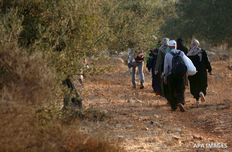 Palestinian farmers make their way to their farms to pick up olives during a harvest season, near the Israeli settlement of Ariel in the occupied West Bank city of Salfit, after Israeli authorities allowed them to harves...