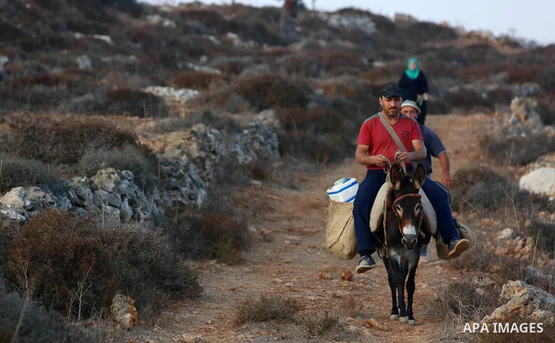 Palestinian farmers make their way to their farms to pick up olives during a harvest season, near the Israeli settlement of Ariel in the occupied West Bank city of Salfit, after Israeli authorities allowed them to harves...
