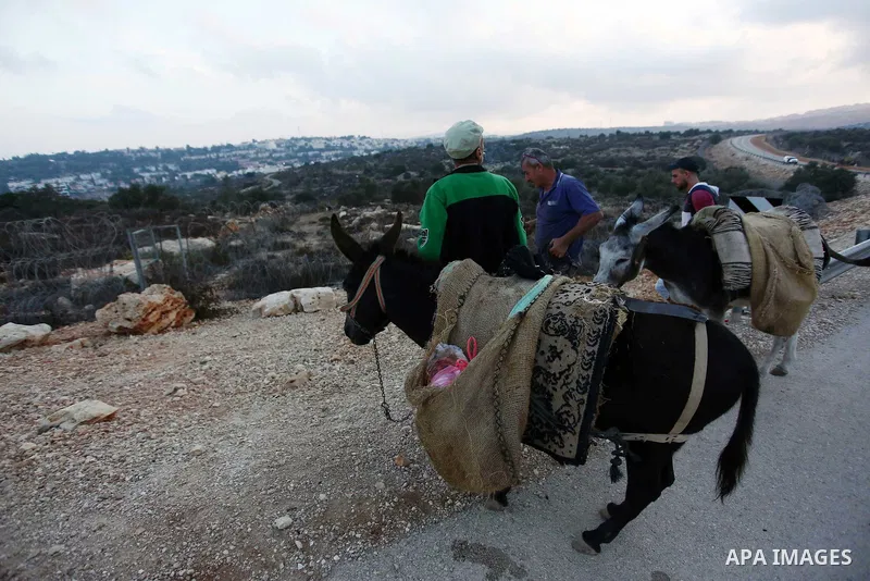 Palestinian farmers make their way to their farms to pick up olives during a harvest season, near the Israeli settlement of Ariel in the occupied West Bank city of Salfit, after Israeli authorities allowed them to harves...