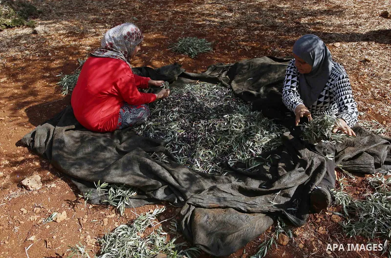 Palestinian farmers pick up olives at farms during a harvest season, near the Israeli settlement of Ariel in the occupied West Bank city of Salfit, after Israeli authorities allowed them to harvest olives just for severa...