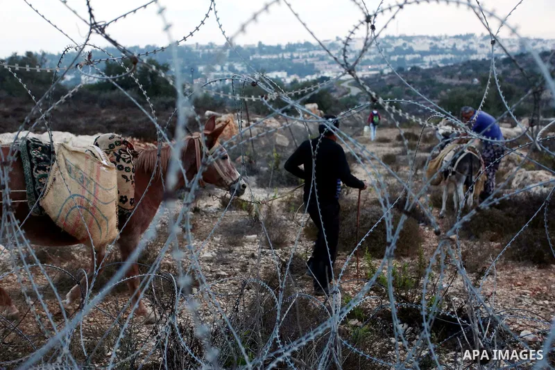 Palestinian farmers make their way to their farms to pick up olives during a harvest season, near the Israeli settlement of Ariel in the occupied West Bank city of Salfit, after Israeli authorities allowed them to harves...
