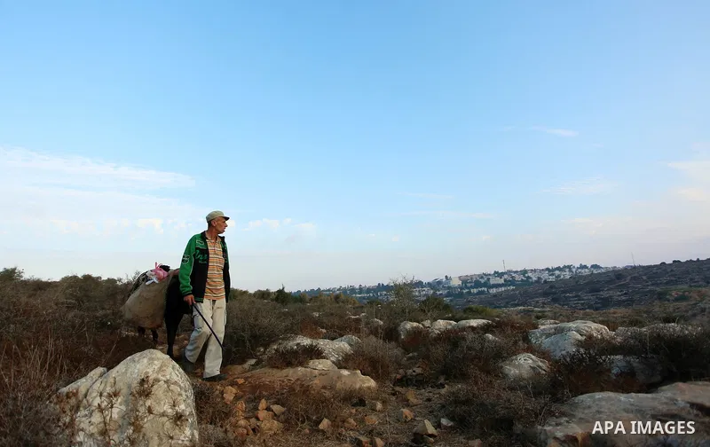 Palestinian farmers make their way to their farms to pick up olives during a harvest season, near the Israeli settlement of Ariel in the occupied West Bank city of Salfit, after Israeli authorities allowed them to harves...