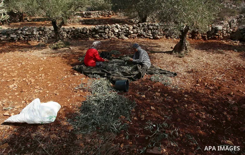 Palestinian farmers pick up olives at farms during a harvest season, near the Israeli settlement of Ariel in the occupied West Bank city of Salfit, after Israeli authorities allowed them to harvest olives just for severa...