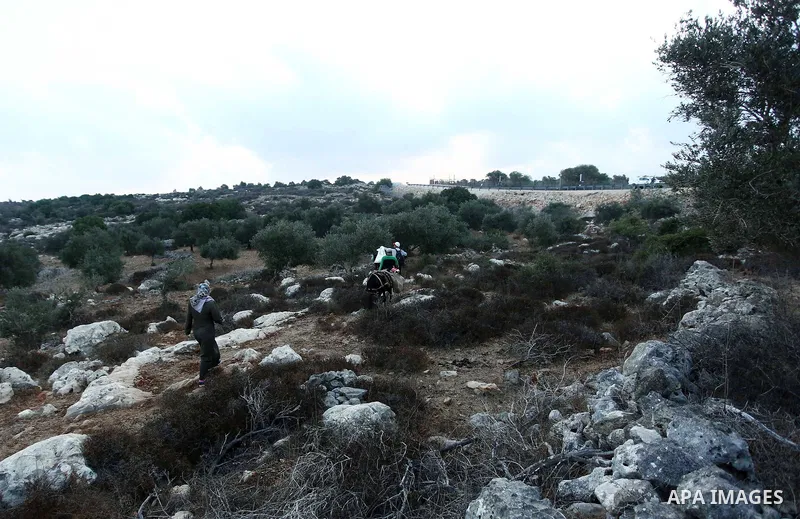 Palestinian farmers make their way to their farms to pick up olives during a harvest season, near the Israeli settlement of Ariel in the occupied West Bank city of Salfit, after Israeli authorities allowed them to harves...