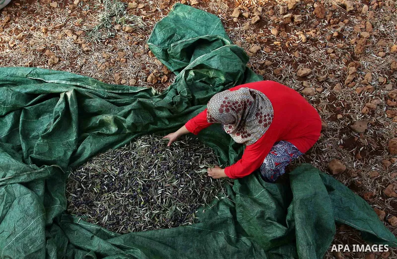 A Palestinian woman picks up olives at a farm during a harvest season, near the Israeli settlement of Ariel in the occupied West Bank city of Salfit, after Israeli authorities allowed Palestinian farmers to harvest olive...