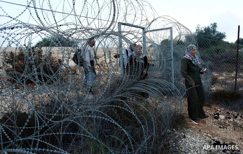 Palestinian farmers make their way to their farms to pick up olives during a harvest season, near the Israeli settlement of Ariel in the occupied West Bank city of Salfit, after Israeli authorities allowed them to harves...