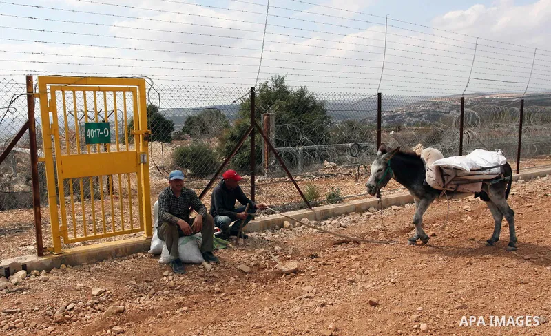 Palestinian farmers make their way to their farms to pick up olives during a harvest season, near the Israeli settlement of Ariel in the occupied West Bank city of Salfit, after Israeli authorities allowed them to harves...
