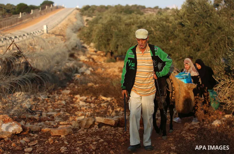 Palestinian farmers make their way to their farms to pick up olives during a harvest season, near the Israeli settlement of Ariel in the occupied West Bank city of Salfit, after Israeli authorities allowed them to harves...