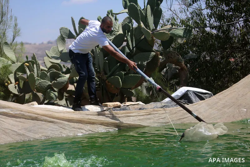A Palestinian man catches fish at a fish farm in the West bank city of Nablus on October 18, 2018. Photo by Shadi Hatem