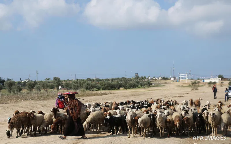 Palestinian Bedouins herd sheep near Israel-Gaza border, east of Gaza City on November 26, 2018. Photo by Ashraf Amra