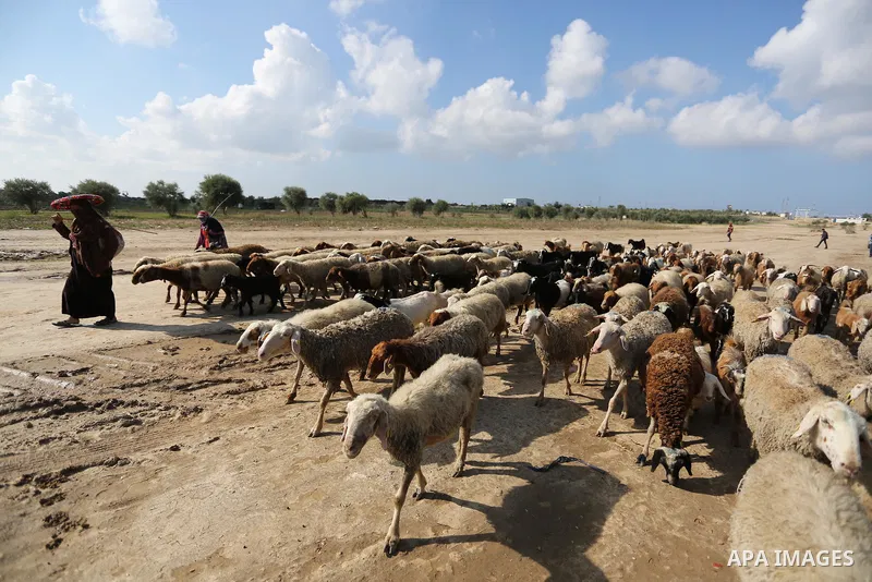 Palestinian Bedouins herd sheep near Israel-Gaza border, east of Gaza City on November 26, 2018. Photo by Ashraf Amra