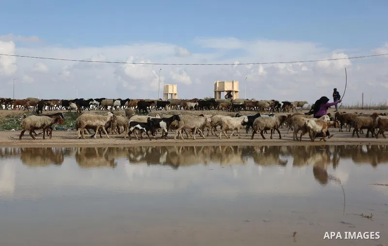 Palestinian Bedouins herd sheep near Israel-Gaza border, east of Gaza City on November 26, 2018. Photo by Ashraf Amra