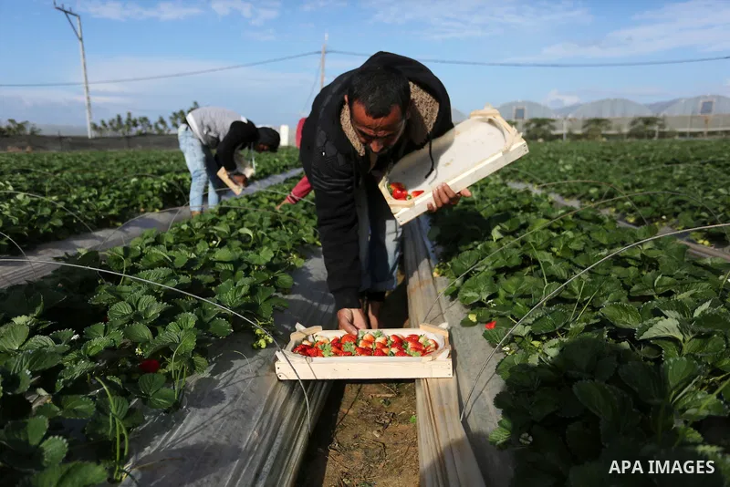 Palestinian farmers harvest strawberries at a farm in Beit Lahia, in the northern Gaza Strip, on December 1, 2018. Photo by Ashraf Amra