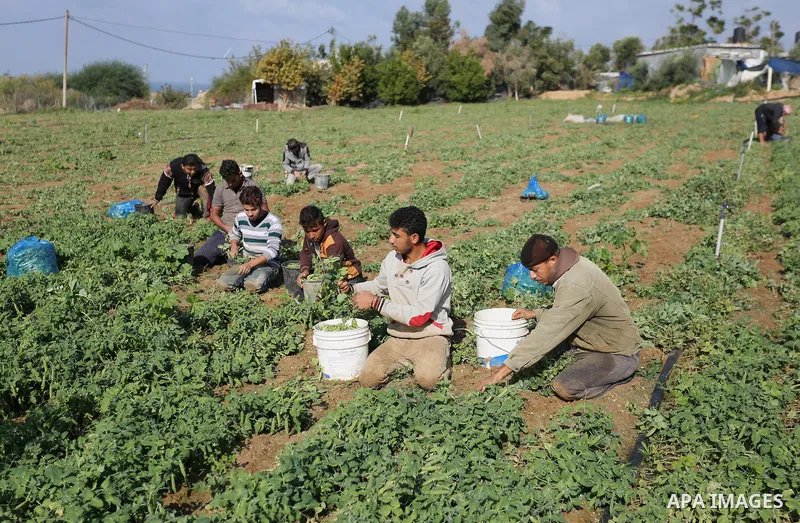Palestinian farmers harvest Peas at a farm in Beit Lahia, in the northern Gaza Strip, on December 1, 2018. Photo by Ashraf Amra