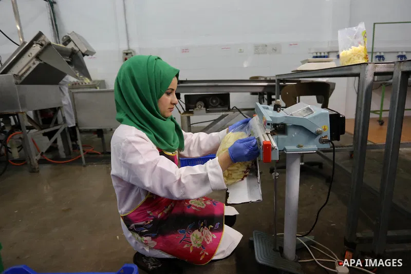 Palestinia laborers work at a frozen potato chips factory, in Beit Hanoun in the northern Gaza Strip, on January 22, 2019. The potatoes have been washed and peeled and are being checked for bruising and rot before packag...