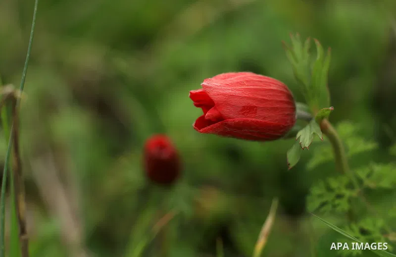 A Picture show anemone flowers blossom in the West Bank city of the Nablus on January 29, 2019. Photo by Shadi Jarar'ah