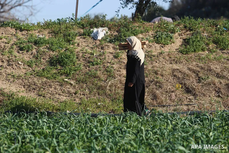 A Palestinian farmer harvests strawberries at a farm in Beit Lahia, in the northern Gaza Strip, on January 30, 2019. Photo by Mahmoud Ajjour