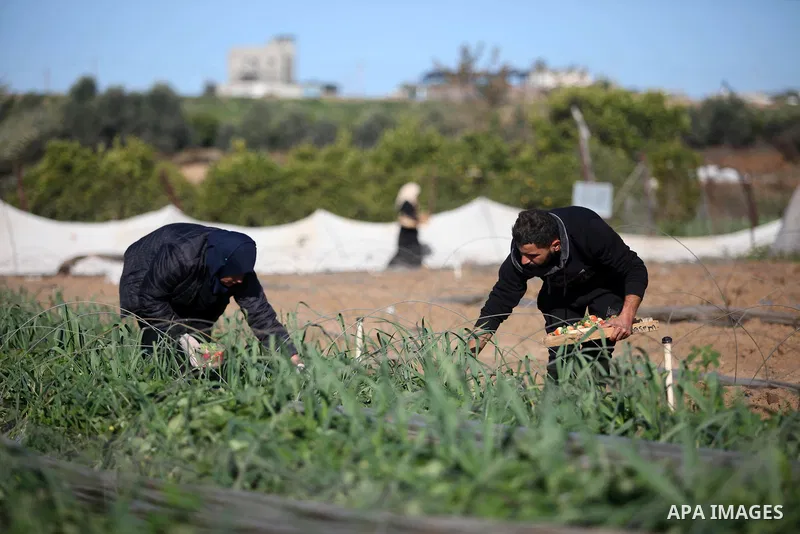 Palestinian farmers harvest strawberries at a farm in Beit Lahia, in the northern Gaza Strip, on January 30, 2019. Photo by Mahmoud Ajjour