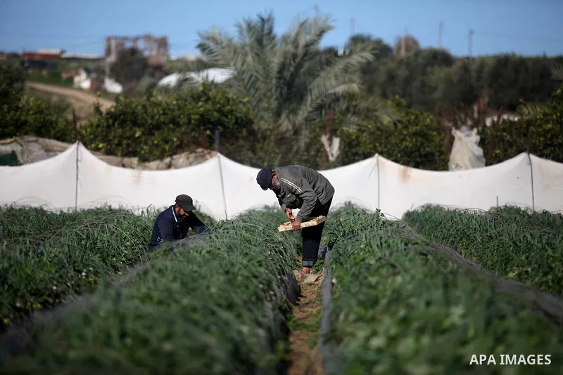 Palestinian farmers harvest strawberries at a farm in Beit Lahia, in the northern Gaza Strip, on January 30, 2019. Photo by Mahmoud Ajjour