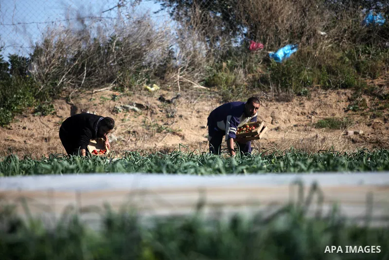 Palestinian farmers harvest strawberries at a farm in Beit Lahia, in the northern Gaza Strip, on January 30, 2019. Photo by Mahmoud Ajjour