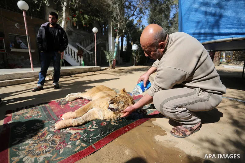 A Palestinian zoo worker tries to wash a sick lioness at a zoo in Rafah refugee camp, southern Gaza Strip, January 30, 2019. Photo by Ashraf Amra