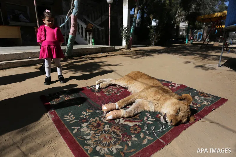 A Palestinian girl stands next to a sick lioness after treating it by a veterinarian at a zoo in Rafah refugee camp, southern Gaza Strip, January 30, 2019. Photo by Ashraf Amra