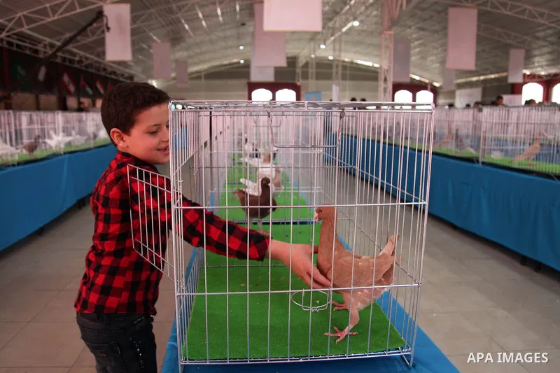 Palestinians display pigeons during an exhibition birds onrganaized by association of pigeons breeders in Palestine, in Gaza City, on April 25, 2019. Photo by Mahmoud Ajjour