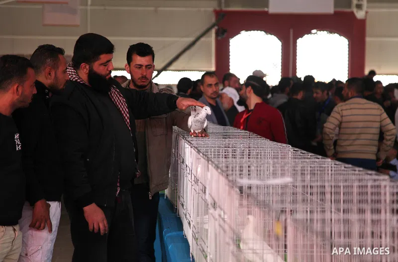 Palestinians display pigeons during an exhibition birds onrganaized by association of pigeons breeders in Palestine, in Gaza City, on April 25, 2019. Photo by Mahmoud Ajjour