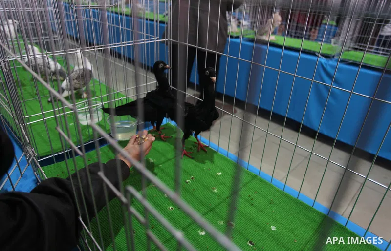 Palestinians display pigeons during an exhibition birds onrganaized by association of pigeons breeders in Palestine, in Gaza City, on April 25, 2019. Photo by Mahmoud Ajjour