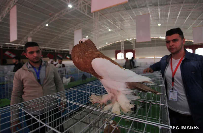 Palestinians display pigeons during an exhibition birds onrganaized by association of pigeons breeders in Palestine, in Gaza City, on April 25, 2019. Photo by Mahmoud Ajjour
