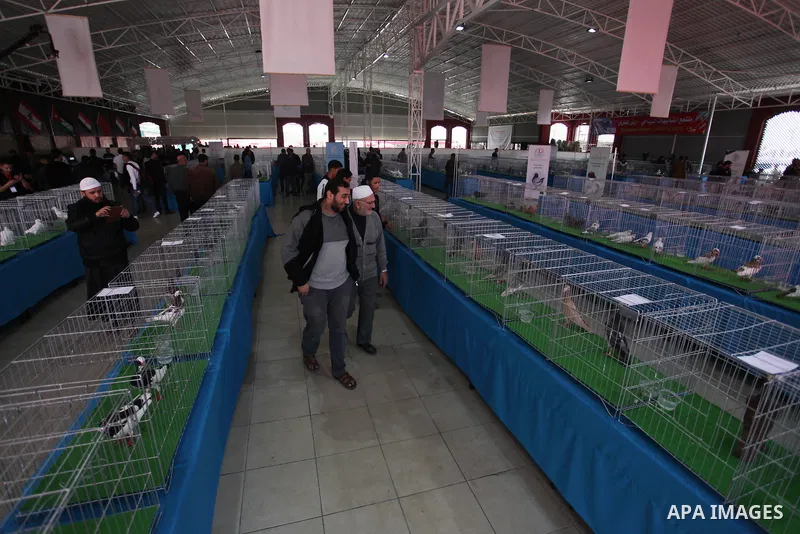 Palestinians display pigeons during an exhibition birds onrganaized by association of pigeons breeders in Palestine, in Gaza City, on April 25, 2019. Photo by Mahmoud Ajjour