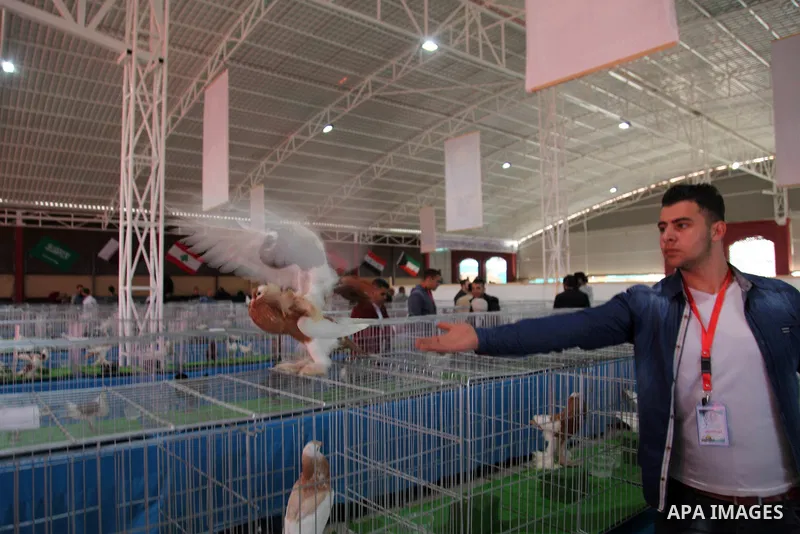 Palestinians display pigeons during an exhibition birds onrganaized by association of pigeons breeders in Palestine, in Gaza City, on April 25, 2019. Photo by Mahmoud Ajjour