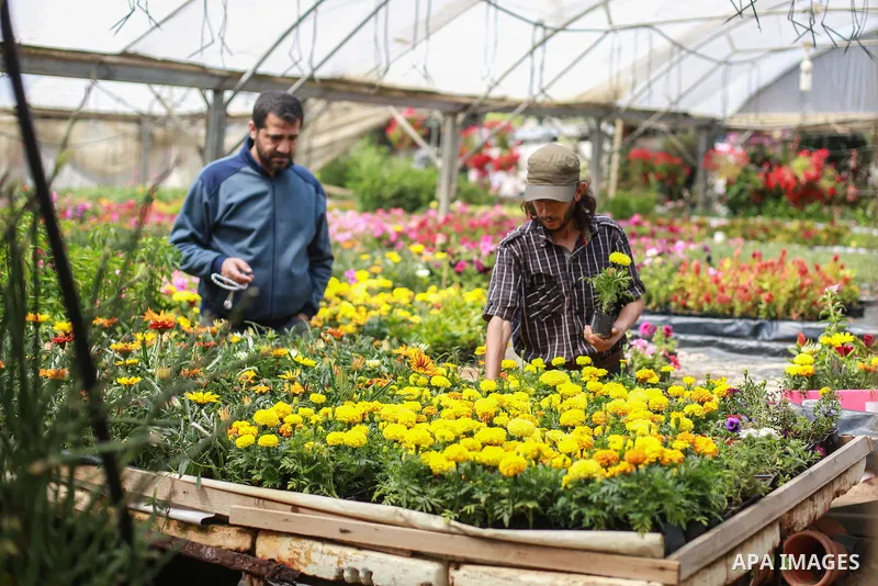 A Palestinian farmer checks flowers at a greenhouse in al-Zawaydah district, in the central Gaza Strip, May 12, 2019. Before the the Israeli blockade on Gaza Strip took effect in 2007, flower farms accounted for up to 40...