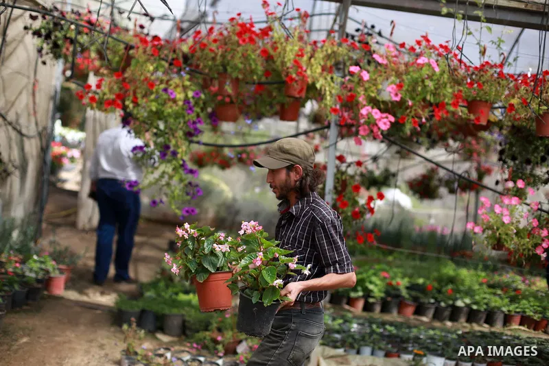 Palestinians check flowers at a greenhouse in al-Zawaydah district, in the central Gaza Strip, May 12, 2019. Before the the Israeli blockade on Gaza Strip took effect in 2007, flower farms accounted for up to 400 dunams...