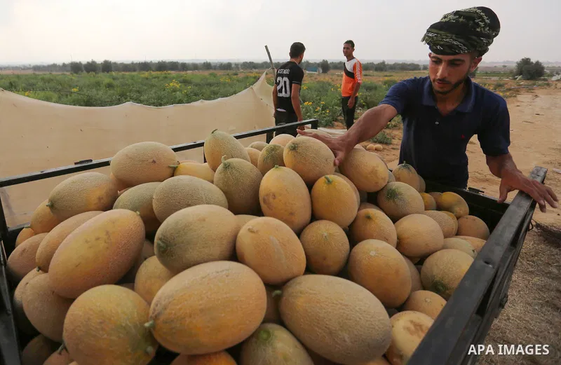 Palestinian farmers collect melons from their field during harvest season in a border area east Rafah in the southern Gaza Strip, June 12, 2019. Photo by Ashraf Amra