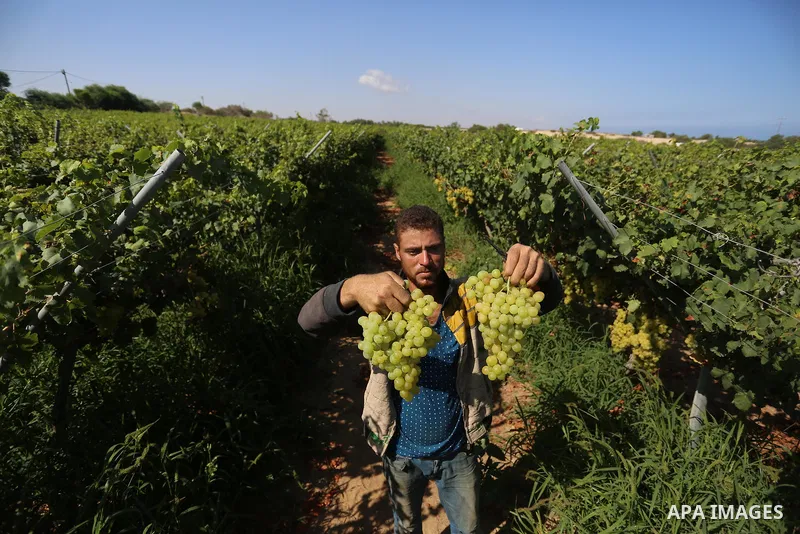 A Palestinian farmer collects grapes during harvest season at a vineyard in Khan Younis in the southern of Gaza strip on July 02, 2019. Photo by Ashraf Amra