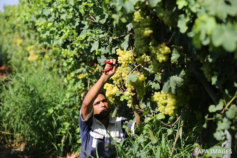 A Palestinian farmer collects grapes during harvest season at a vineyard in Khan Younis in the southern of Gaza strip on July 02, 2019. Photo by Ashraf Amra