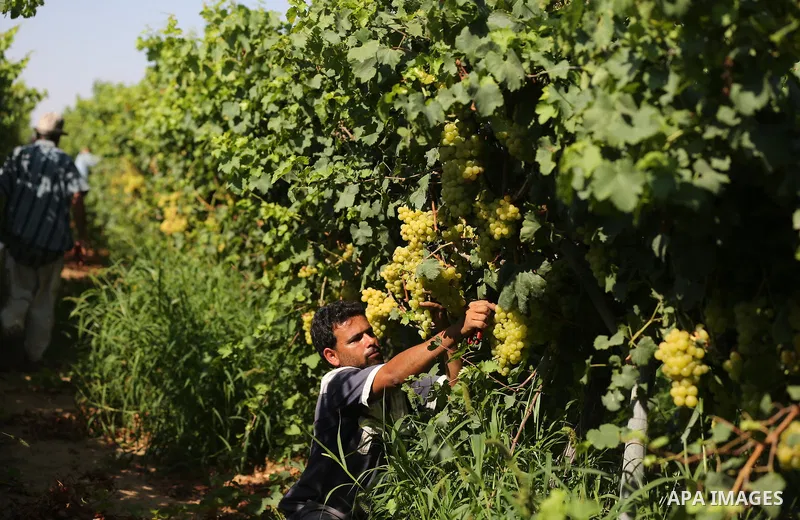 A Palestinian farmer collects grapes during harvest season at a vineyard in Khan Younis in the southern of Gaza strip on July 02, 2019. Photo by Ashraf Amra