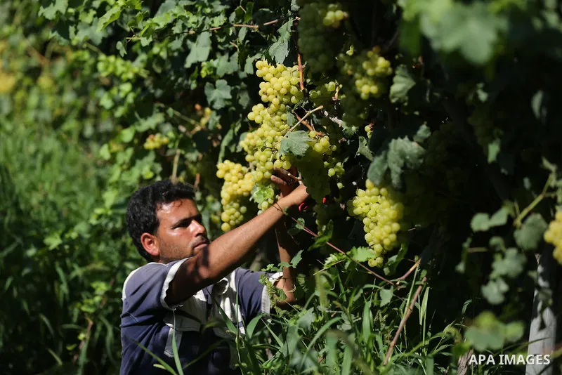 A Palestinian farmer collects grapes during harvest season at a vineyard in Khan Younis in the southern of Gaza strip on July 02, 2019. Photo by Ashraf Amra