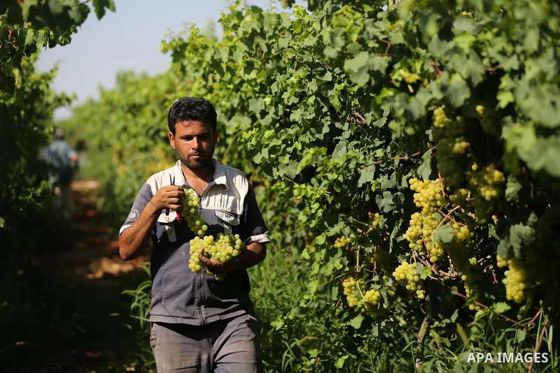 A Palestinian farmer collects grapes during harvest season at a vineyard in Khan Younis in the southern of Gaza strip on July 02, 2019. Photo by Ashraf Amra