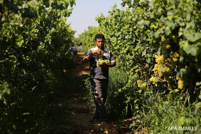 A Palestinian farmer collects grapes during harvest season at a vineyard in Khan Younis in the southern of Gaza strip on July 02, 2019. Photo by Ashraf Amra