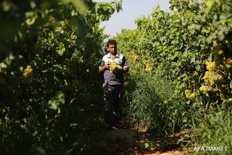 A Palestinian farmer collects grapes during harvest season at a vineyard in Khan Younis in the southern of Gaza strip on July 02, 2019. Photo by Ashraf Amra