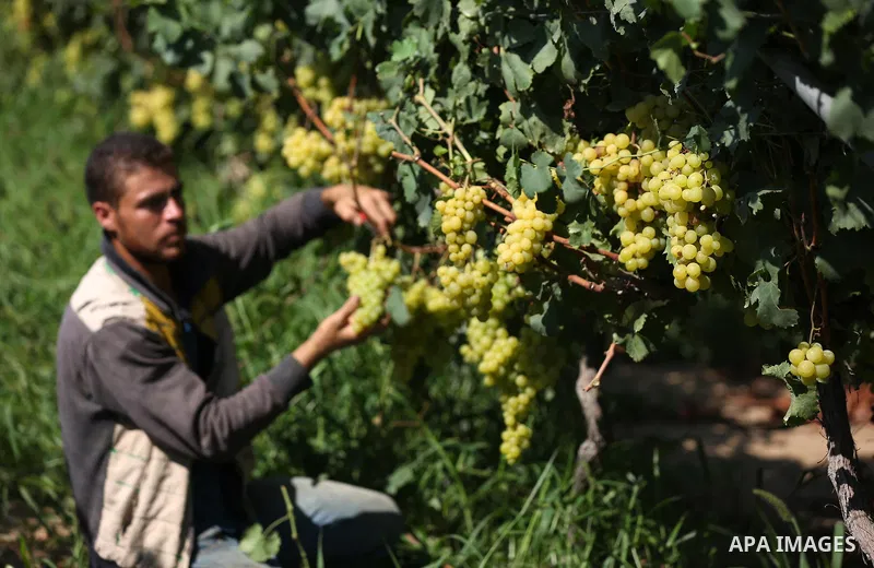 A Palestinian farmer collects grapes during harvest season at a vineyard in Khan Younis in the southern of Gaza strip on July 02, 2019. Photo by Ashraf Amra