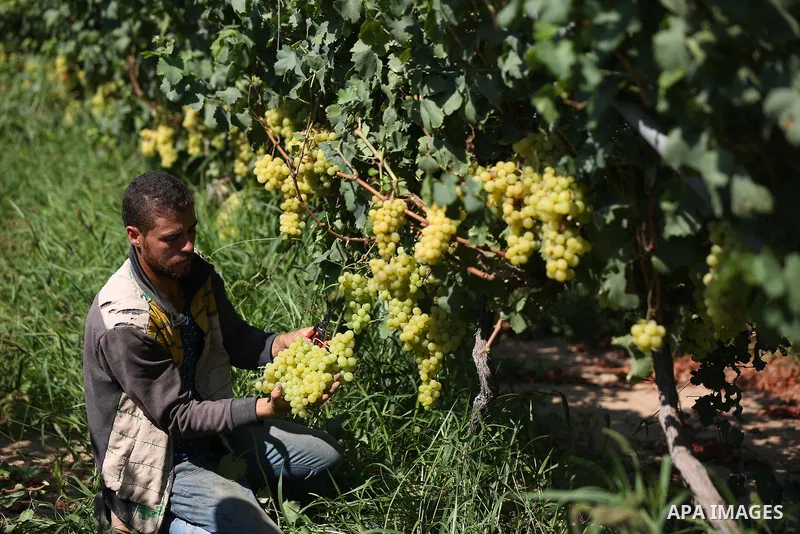 A Palestinian farmer collects grapes during harvest season at a vineyard in Khan Younis in the southern of Gaza strip on July 02, 2019. Photo by Ashraf Amra