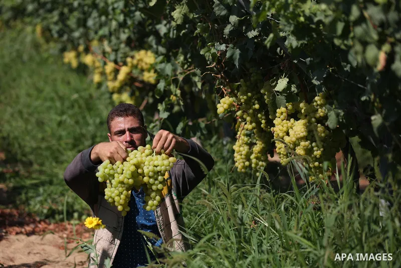 A Palestinian farmer collects grapes during harvest season at a vineyard in Khan Younis in the southern of Gaza strip on July 02, 2019. Photo by Ashraf Amra