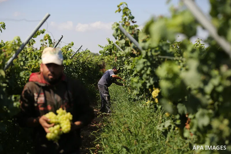 Palestinian farmers collect grapes during harvest season at a vineyard in Khan Younis in the southern of Gaza strip on July 02, 2019. Photo by Ashraf Amra