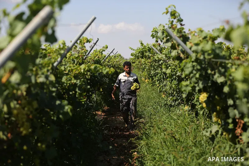 A Palestinian farmer collects grapes during harvest season at a vineyard in Khan Younis in the southern of Gaza strip on July 02, 2019. Photo by Ashraf Amra