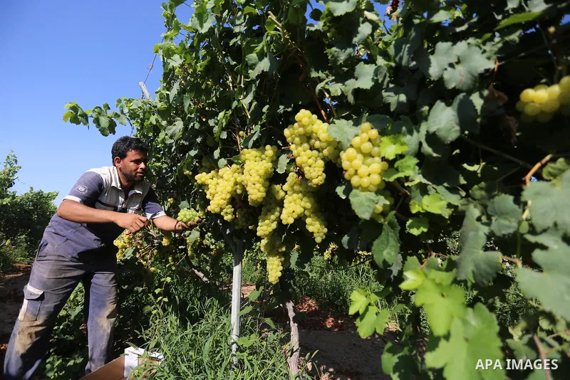 A Palestinian farmer collects grapes during harvest season at a vineyard in Khan Younis in the southern of Gaza strip on July 02, 2019. Photo by Ashraf Amra